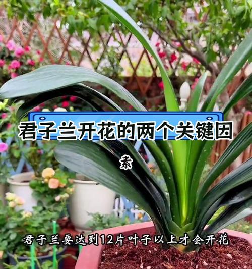 君子兰只长高不开花的原因是什么？如何促进开花？