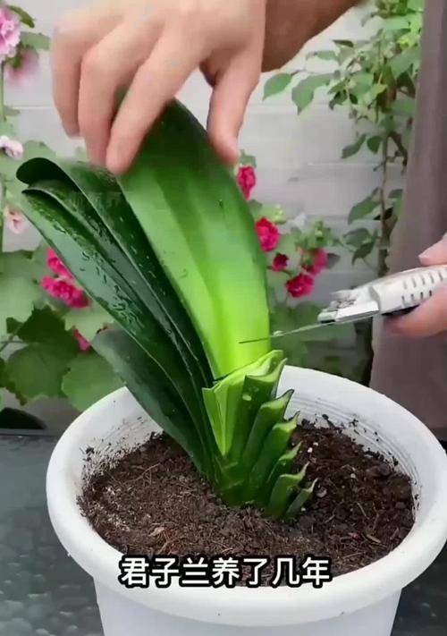 君子兰只长高不开花的原因是什么？如何促进开花？