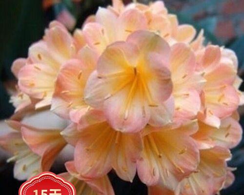 君子兰小苗多久能开花？