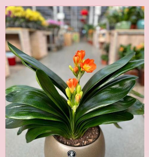 君子兰原生土壤是什么类型？对养护有何影响？