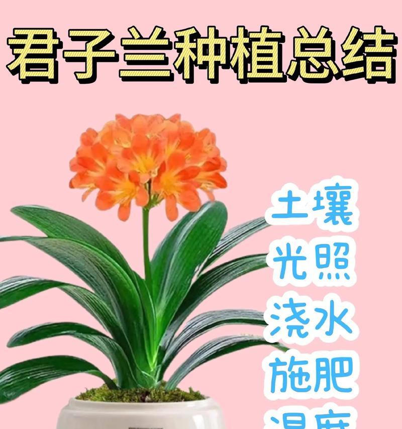 君子兰原生土壤是什么类型？对养护有何影响？