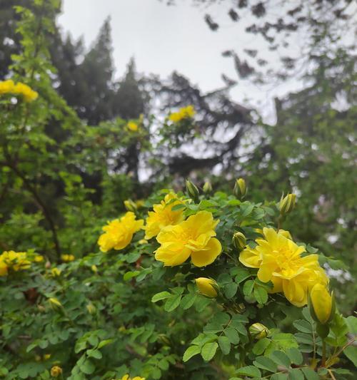 玫瑰花和野玫瑰的区别是什么？如何正确区分玫瑰花和野玫瑰？