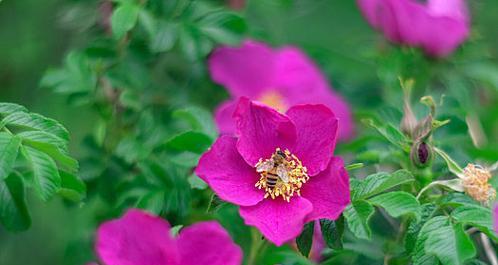 玫瑰花和野玫瑰的区别是什么？如何正确区分玫瑰花和野玫瑰？