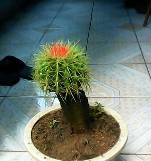 仙人球适合嫁接哪些树种？