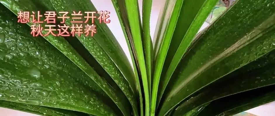 君子兰透气养根的正确方法？