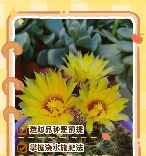 仙人球红花玉的施肥建议是什么？