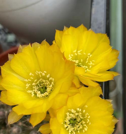 如何快速让仙人球开花？养仙人球有哪些技巧？