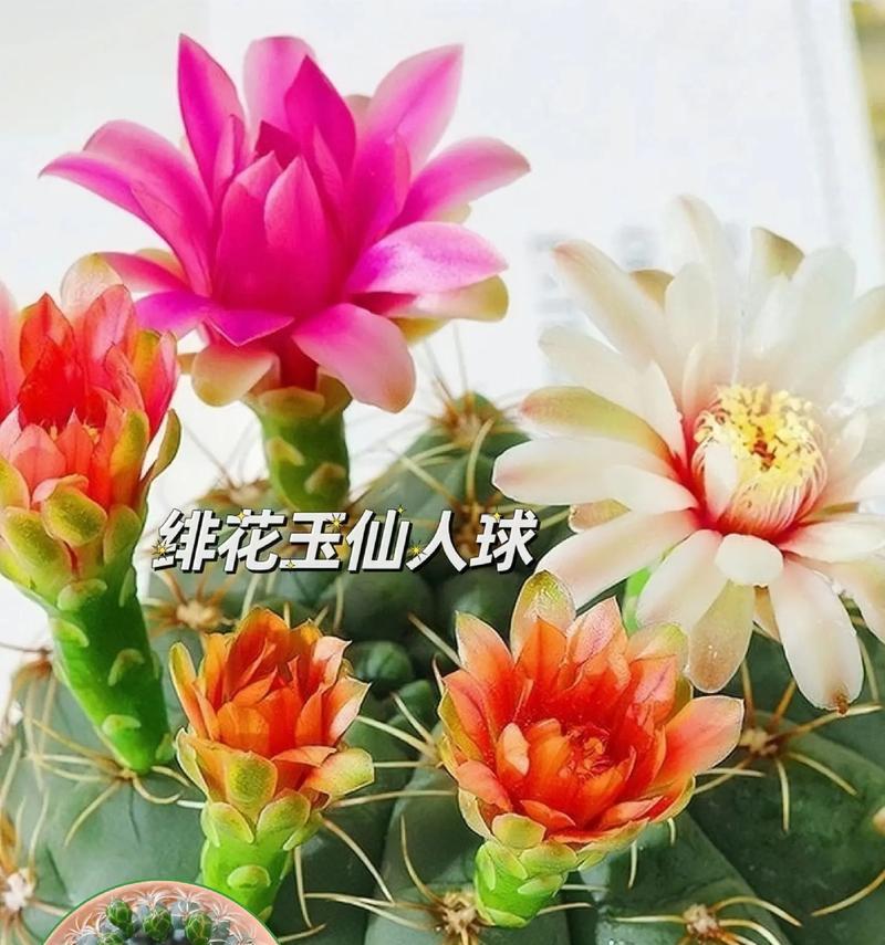 如何快速让仙人球开花？养仙人球有哪些技巧？