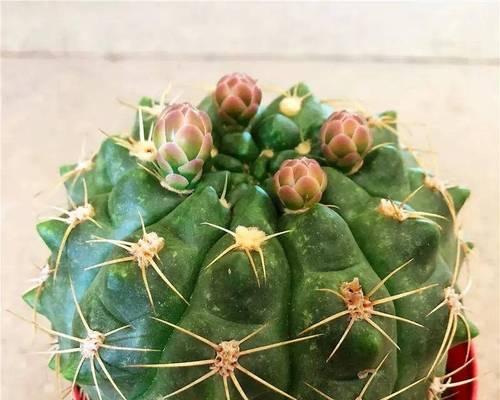 如何快速让仙人球开花？养仙人球有哪些技巧？