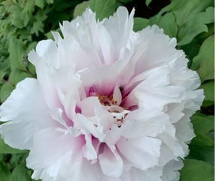 牡丹花瓣如何制作胭脂花？需要哪些步骤？