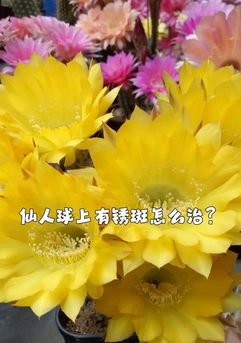 小型仙人球盆栽的种植方法是什么？
