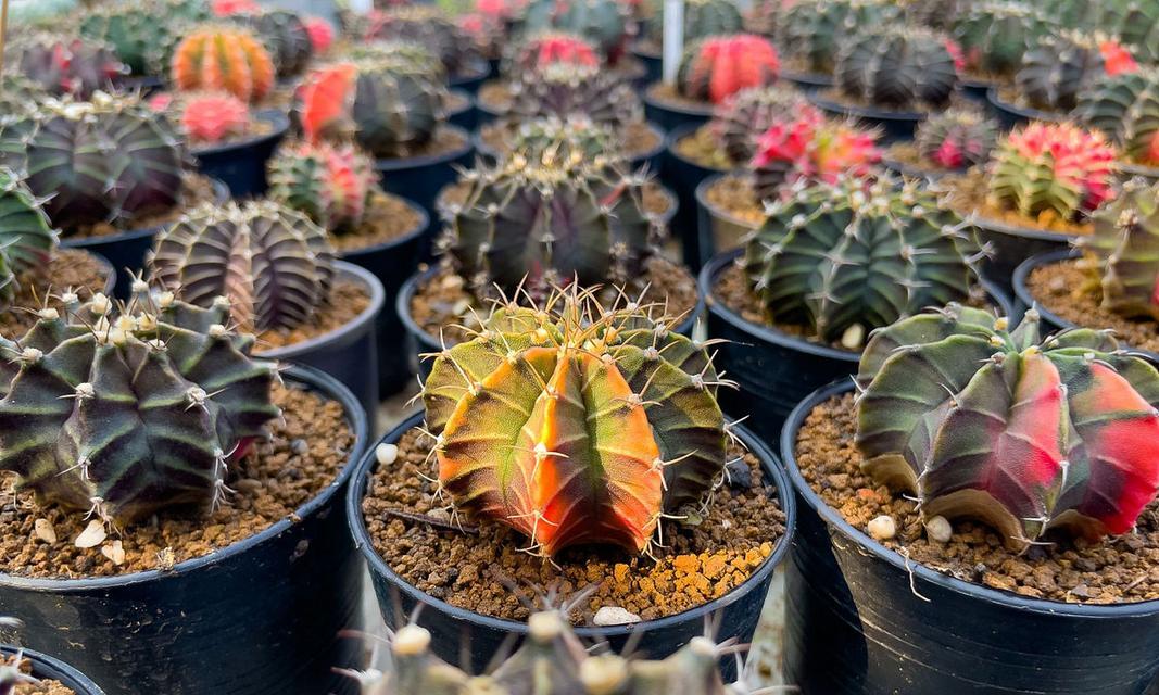 小型仙人球盆栽的种植方法是什么？