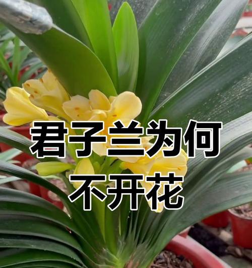 君子兰根长不满不开花是什么原因？如何解决？