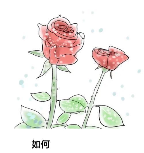 新购买的玫瑰花栽种步骤是什么？