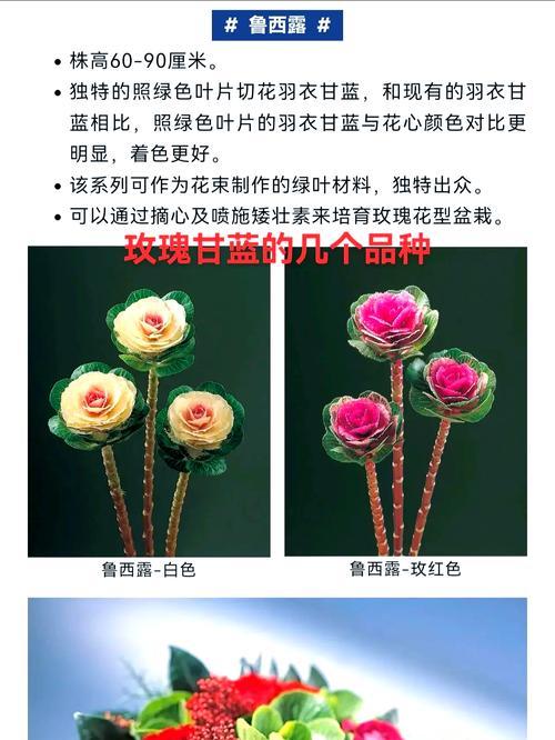 新购买的玫瑰花栽种步骤是什么？