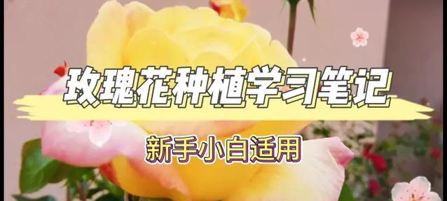 新购买的玫瑰花栽种步骤是什么？