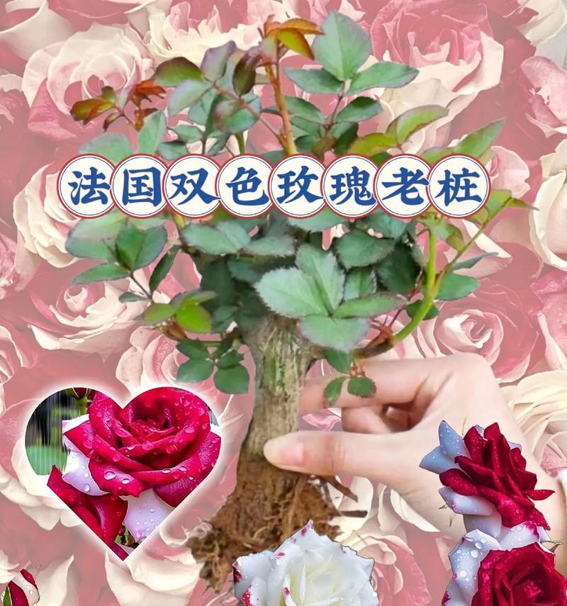 双色玫瑰花的培育方法有哪些？