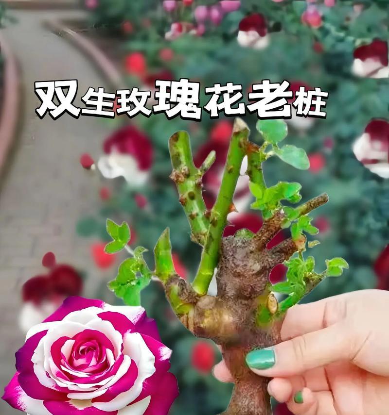 双色玫瑰花的培育方法有哪些？