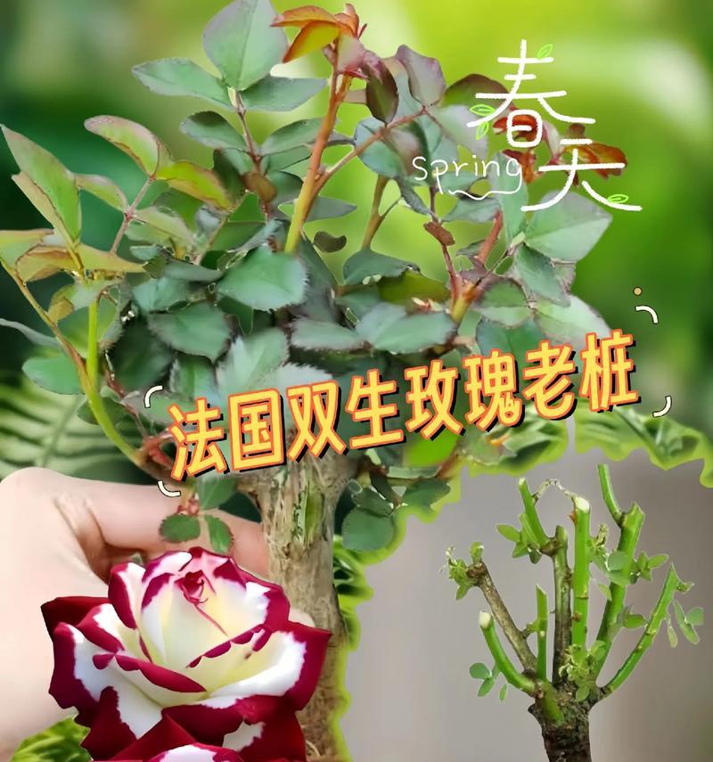 双色玫瑰花的培育方法有哪些？
