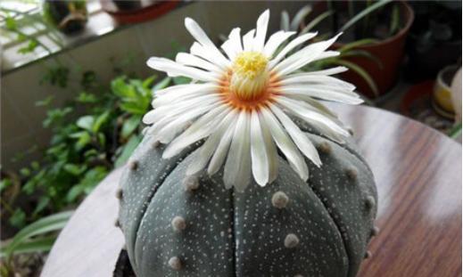 哪些品种的仙人球开花频繁？