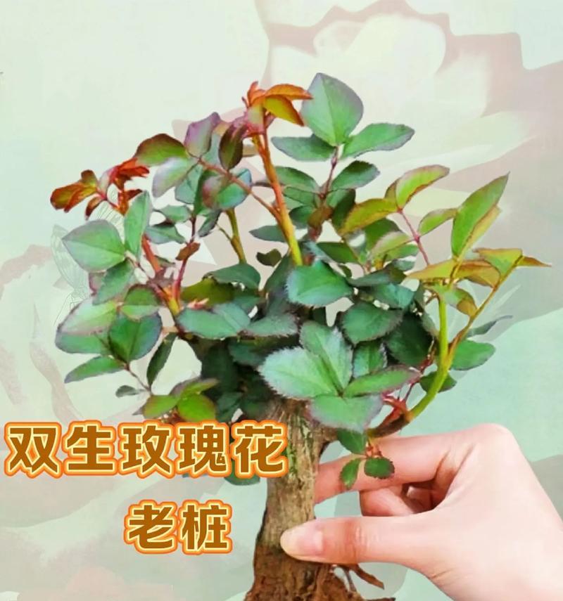 栽培玫瑰花的养护方法是什么？