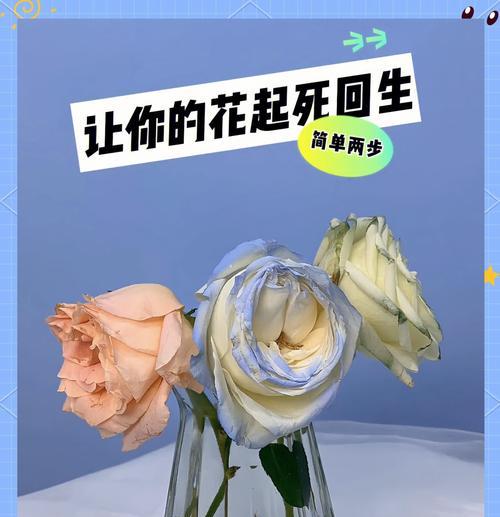 玫瑰花蔫了的处理方法是什么？
