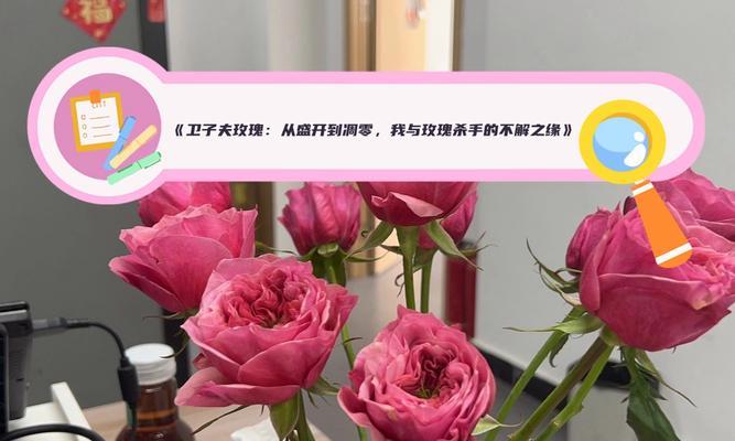 玫瑰花蔫了的处理方法是什么？