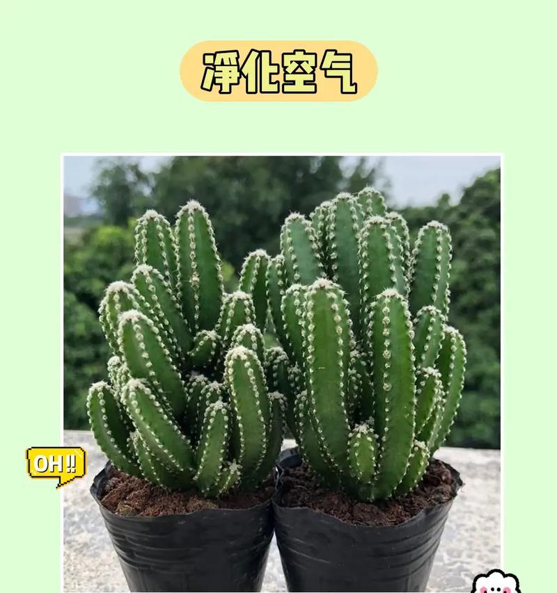 绿植彩色仙人球的养殖难度和正确养护方法是什么？