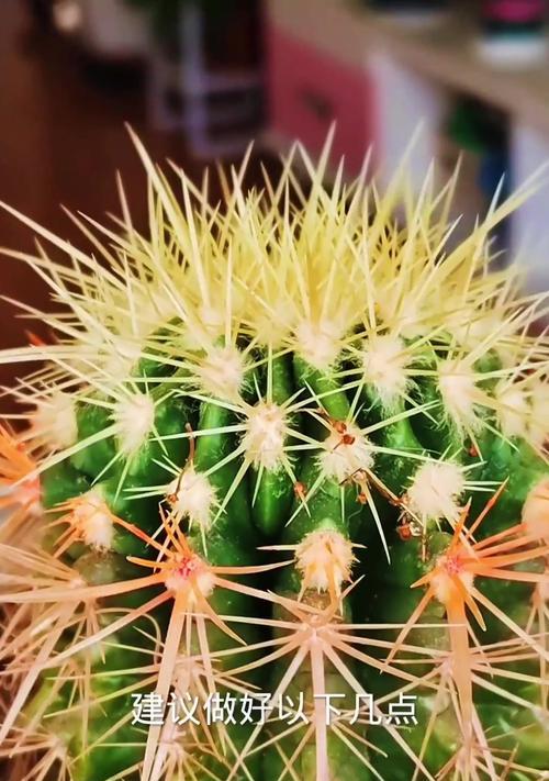冬天仙人球会开花吗？如何在冬季正确养护？