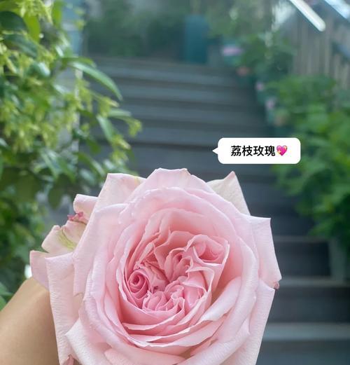 窄叶玫瑰花品种的名称是什么？