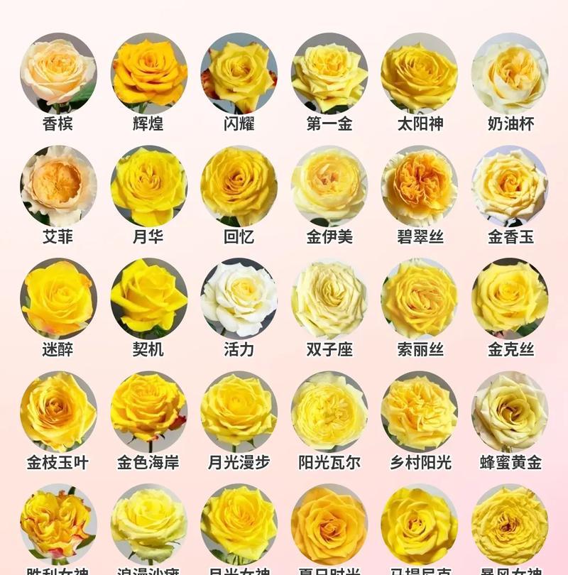 窄叶玫瑰花品种的名称是什么？