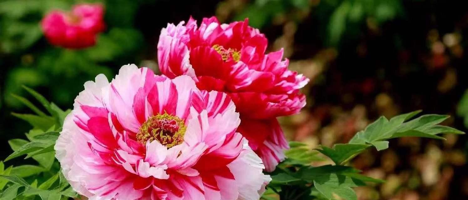 牡丹花育苗法的名词解释是什么？如何正确进行牡丹花育苗？