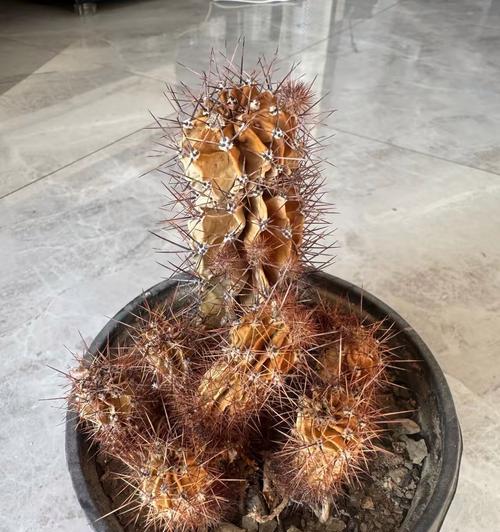 北方仙人球冬季如何过冬？防冻措施有哪些？