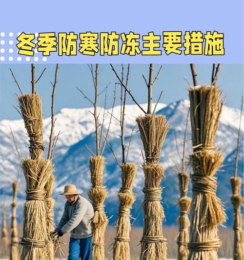 北方仙人球冬季如何过冬？防冻措施有哪些？