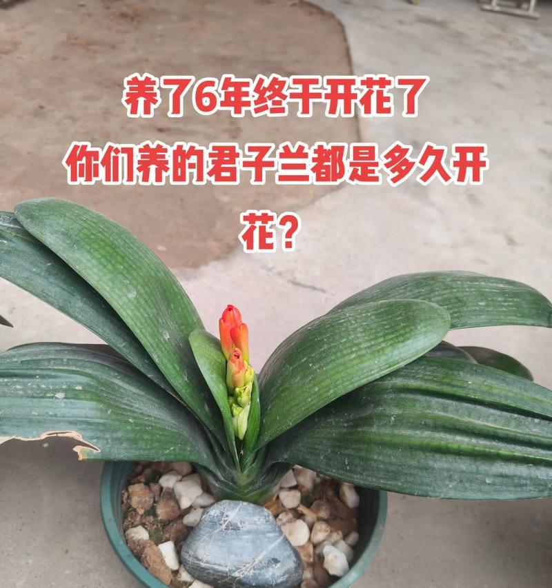 君子兰开花需要多长时间？影响开花的因素有哪些？