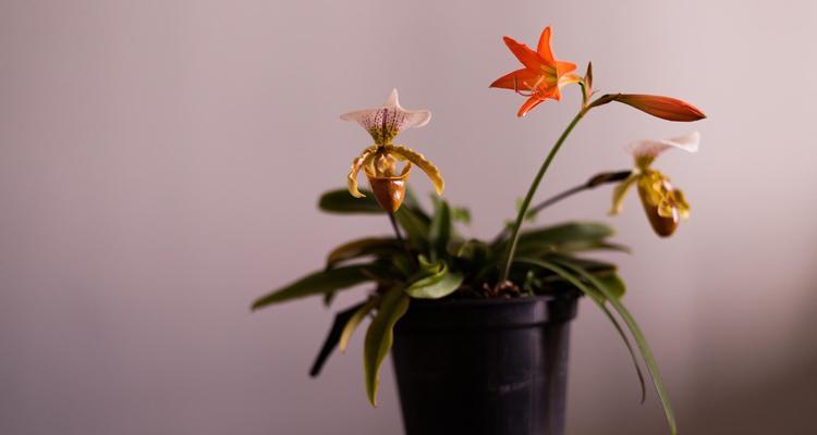 君子兰开花需要多长时间？影响开花的因素有哪些？
