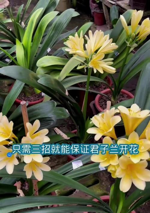 君子兰开花需要多长时间？影响开花的因素有哪些？