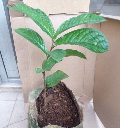 建兰君子兰的最佳扦插方法是什么？