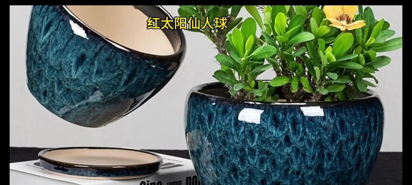 仙人球浇水和晒太阳的正确方法是什么？