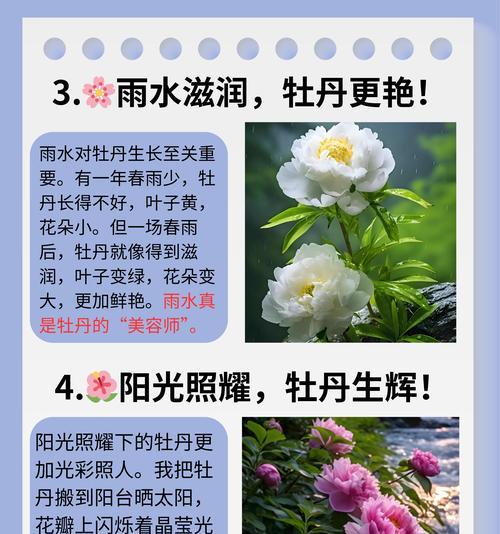 土里种植牡丹花的养护和管理技巧是什么？