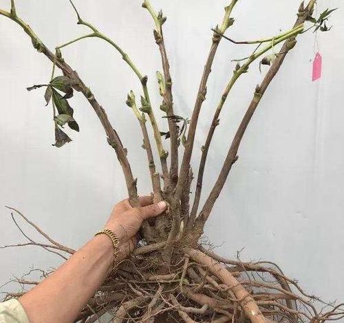 牡丹花插花泥后多久能开花？