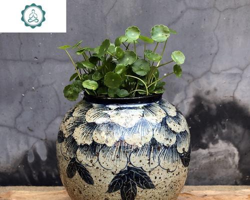 牡丹花插花泥后多久能开花？