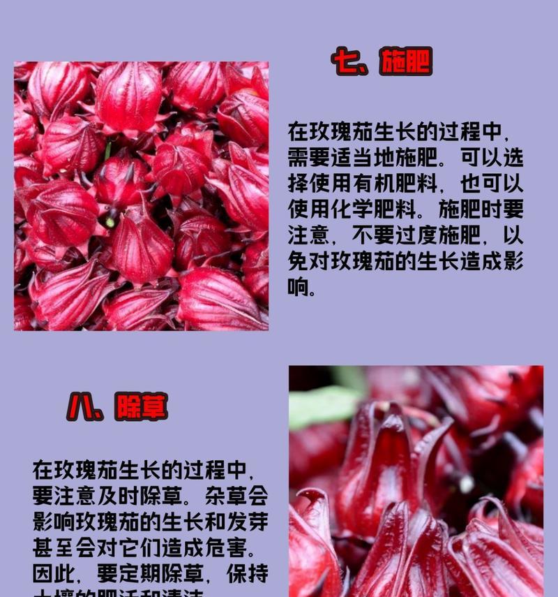 甜玫瑰花种子种植需要注意什么？