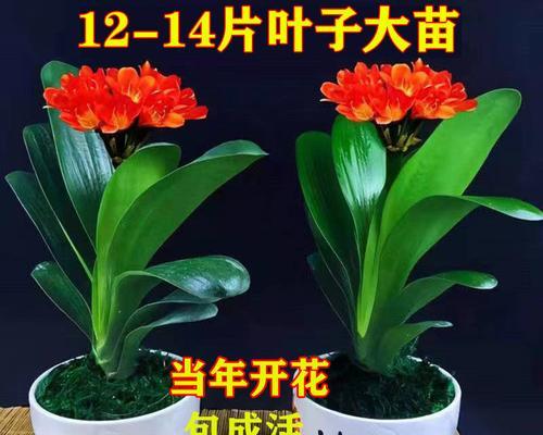 君子兰长叶子的正确时机是什么时候？
