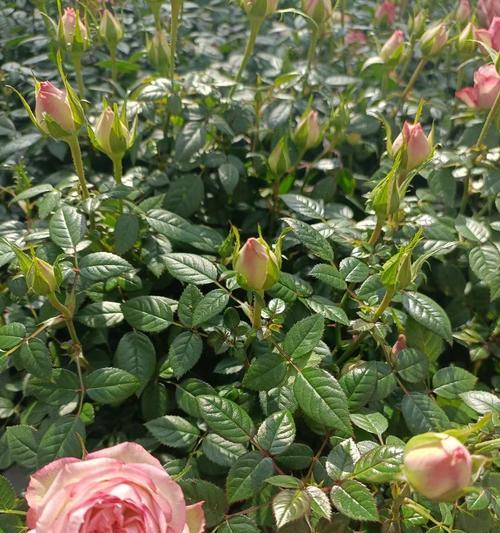 玫瑰花种植时多少枝条最为合适？