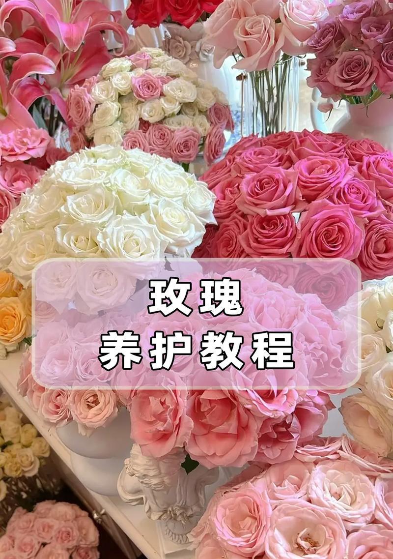 玫瑰花种植时多少枝条最为合适？