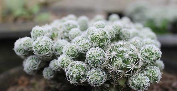 仙人球属于哪一类植物？它的特性是什么？