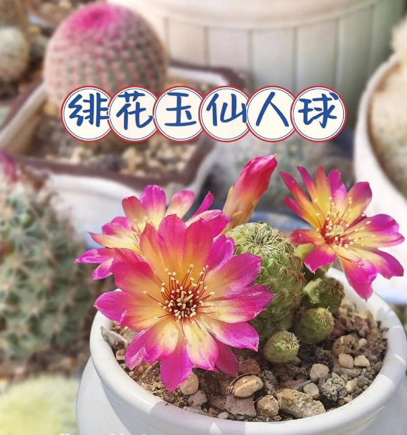 仙人球属于哪一类植物？它的特性是什么？