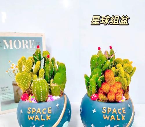 黄花星王仙人球的养殖方法是什么？