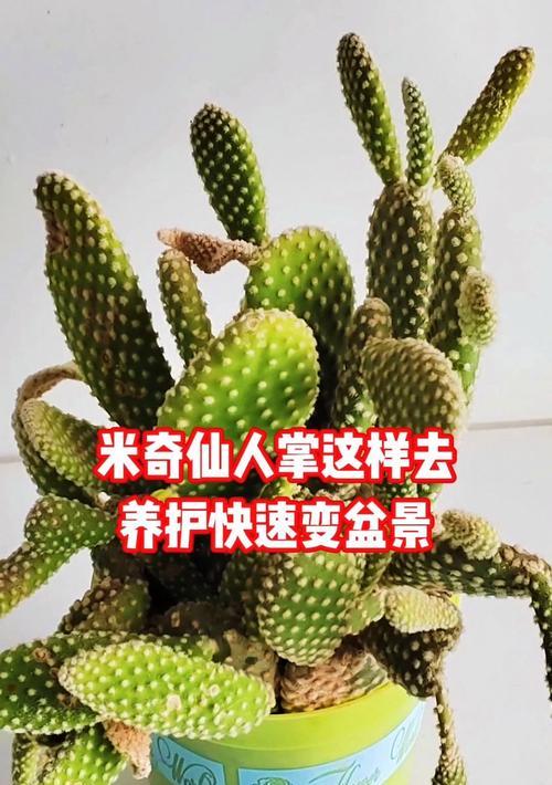 仙人掌养护需要注意什么？如何解决常见问题？